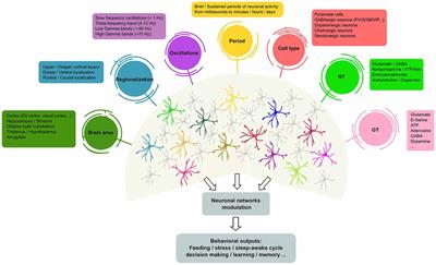 Astrocyte–Neuron Networks: A Multilane Highway of Signaling for Homeostatic Brain Function